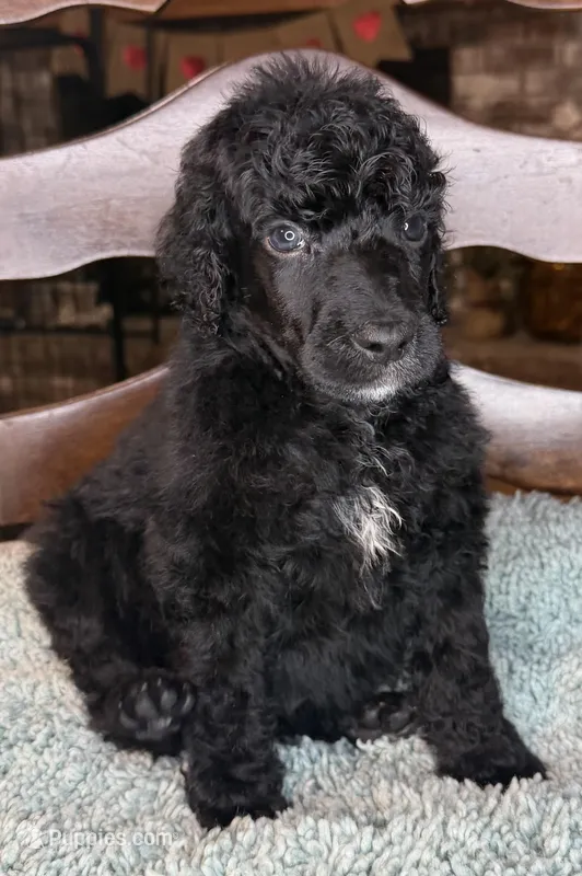 Carrot – Poodle - Standard  puppy for sale in Zebulon, NC