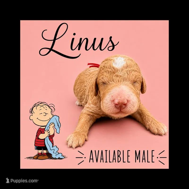 Linus – Poodle - Standard  puppy for sale in Zebulon, NC