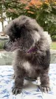Sweet Pea, a female Poodle - Standard  for sale in Zebulon, NC – Photo 4 of 4