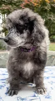 Sweet Pea, a female Poodle - Standard  for sale in Zebulon, NC – Photo 3 of 4