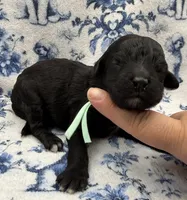 Agate, a female Poodle - Standard  for sale in Zebulon, NC – 6 of 9