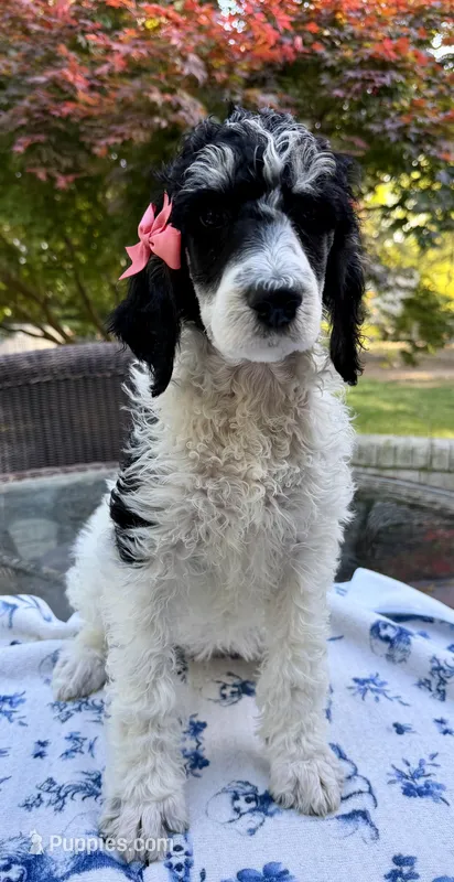 Apple (Tricolor) – Poodle - Standard  puppy for sale in Zebulon, NC