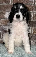 Apple (Tricolor), a female Poodle - Standard  for sale in Zebulon, NC – Photo 6 of 10