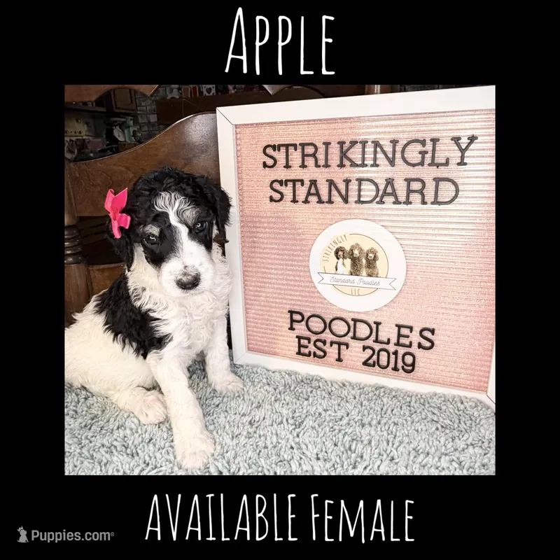 Apple (Tricolor) – Poodle - Standard  puppy for sale in Zebulon, NC