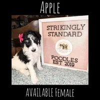 Apple (Tricolor), a female Poodle - Standard  for sale in Zebulon, NC – Photo 8 of 10