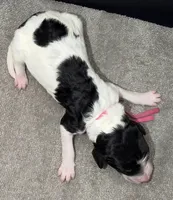 Apple (Tricolor), a female Poodle - Standard  for sale in Zebulon, NC – Photo 5 of 5