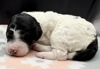 Apple (Tricolor), a female Poodle - Standard  for sale in Zebulon, NC – Photo 4 of 5