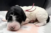 Apple (Tricolor), a female Poodle - Standard  for sale in Zebulon, NC – Photo 3 of 5