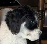 Apple (Tricolor), a female Poodle - Standard  for sale in Zebulon, NC – Photo 7 of 10