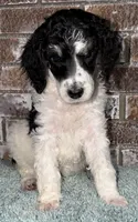 Apple (Tricolor), a female Poodle - Standard  for sale in Zebulon, NC – Photo 3 of 10