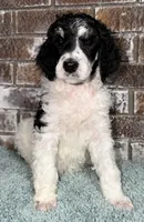 Apple (Tricolor), a female Poodle - Standard  for sale in Zebulon, NC – Photo 2 of 10