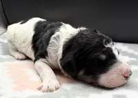 Apple (Tricolor), a female Poodle - Standard  for sale in Zebulon, NC – Photo 2 of 5