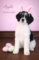 Apple (Tricolor), a female Poodle - Standard  for sale in Zebulon, NC – Photo 1 of 10