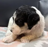 Apple (Tricolor), a female Poodle - Standard  for sale in Zebulon, NC – Photo 10 of 10