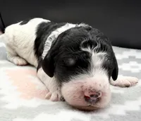 Apple (Tricolor), a female Poodle - Standard  for sale in Zebulon, NC – Photo 1 of 5