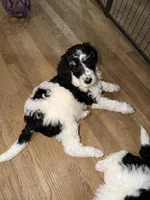 Apple (Tricolor), a female Poodle - Standard  for sale in Zebulon, NC – Photo 4 of 10