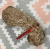 Linus, a male Poodle - Standard  for sale in Zebulon, NC – 3 of 3