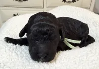 Agate, a female Poodle - Standard  for sale in Zebulon, NC – 5 of 9