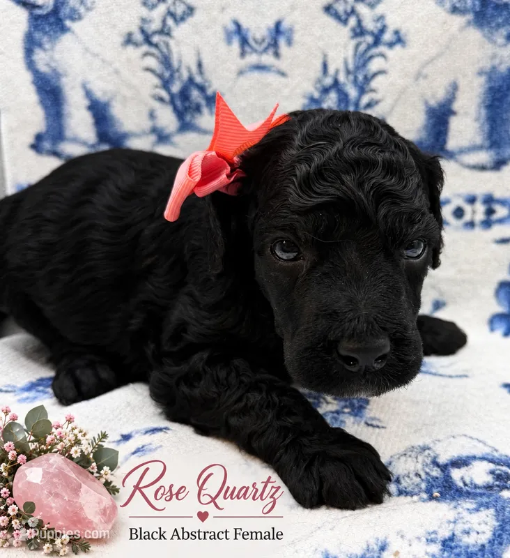 Rose Quartz – Poodle - Standard  puppy for sale in Zebulon, NC