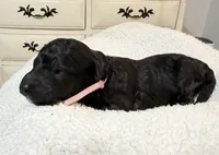 Rose Quartz, a female Poodle - Standard  for sale in Zebulon, NC – 7 of 10