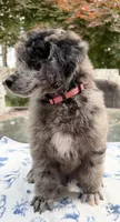 Squash (petite), a female Poodle - Standard  for sale in Zebulon, NC – Photo 2 of 10