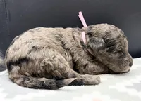 Squash, a female Poodle - Standard  for sale in Zebulon, NC – Photo 3 of 3