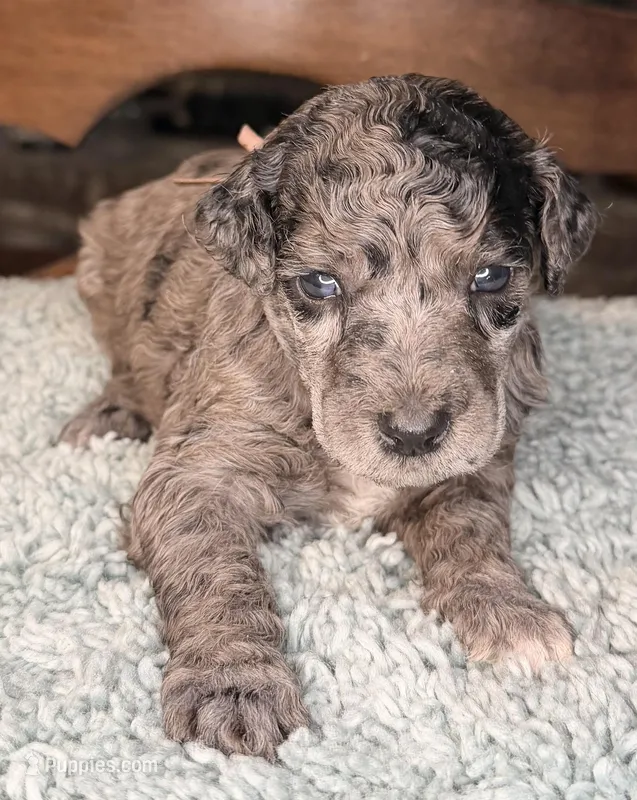 Squash – Poodle - Standard  puppy for sale in Zebulon, NC