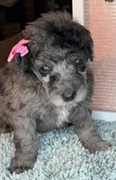 Squash (petite), a female Poodle - Standard  for sale in Zebulon, NC – Photo 6 of 10