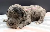 Squash, a female Poodle - Standard  for sale in Zebulon, NC – Photo 2 of 3