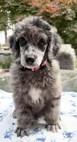 Squash (petite), a female Poodle - Standard  for sale in Zebulon, NC – Photo 1 of 10