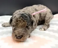 Squash, a female Poodle - Standard  for sale in Zebulon, NC – Photo 1 of 3