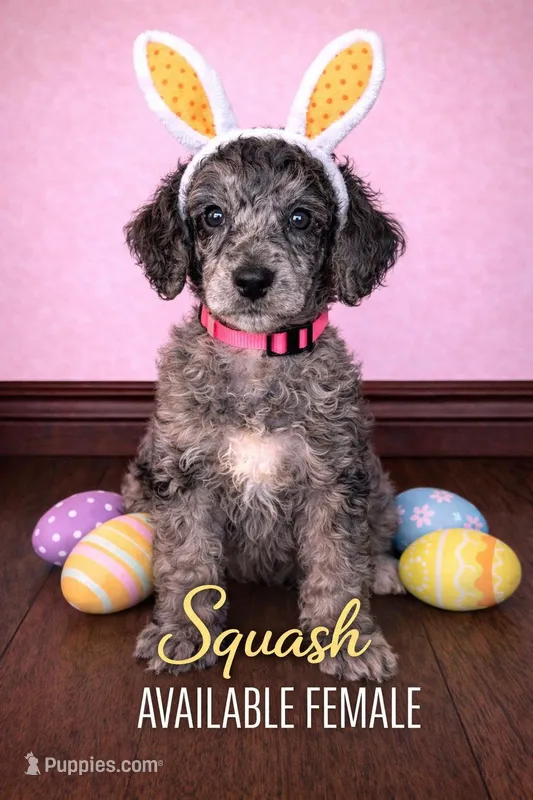Squash – Poodle - Standard  puppy for sale in Zebulon, NC