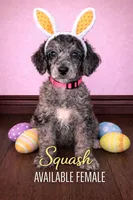 Squash (petite), a female Poodle - Standard  for sale in Zebulon, NC – Photo 4 of 10