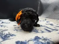Tiger’s Eye, a female Poodle - Standard  for sale in Zebulon, NC – 2 of 7