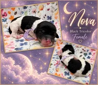 Nova, a female Poodle - Multi-Colored Standard and Poodle - Standard  for sale in Zebulon, NC – 2 of 2