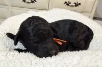 Tiger’s Eye, a female Poodle - Standard  for sale in Zebulon, NC – 5 of 7