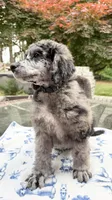 Broccoli, a male Poodle - Standard  for sale in Zebulon, NC – Photo 2 of 5
