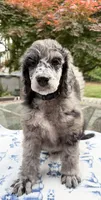 Broccoli, a male Poodle - Standard  for sale in Zebulon, NC – Photo 1 of 5