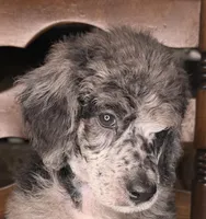 Broccoli, a male Poodle - Standard  for sale in Zebulon, NC – Photo 4 of 5