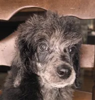 Onion (petit), a male Poodle - Standard  for sale in Zebulon, NC – Photo 5 of 6