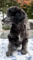 Onion (petit), a male Poodle - Standard  for sale in Zebulon, NC – Photo 3 of 6