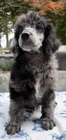 Onion (petit), a male Poodle - Standard  for sale in Zebulon, NC – Photo 2 of 6