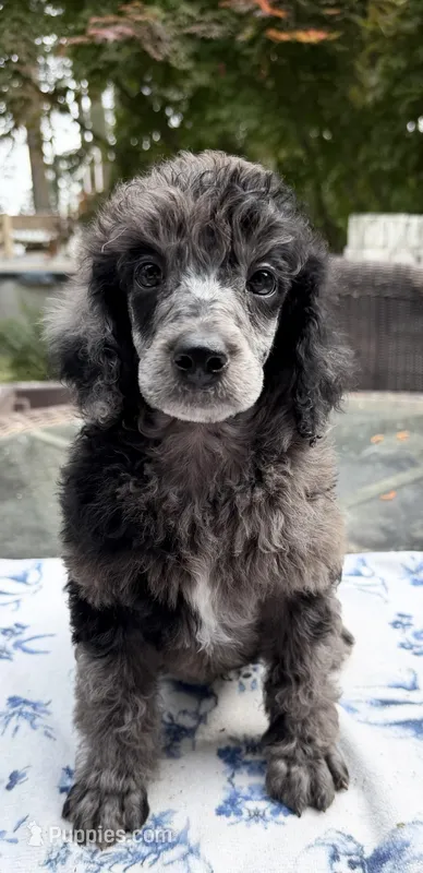 Onion (petit) – Poodle - Standard  puppy for sale in Zebulon, NC