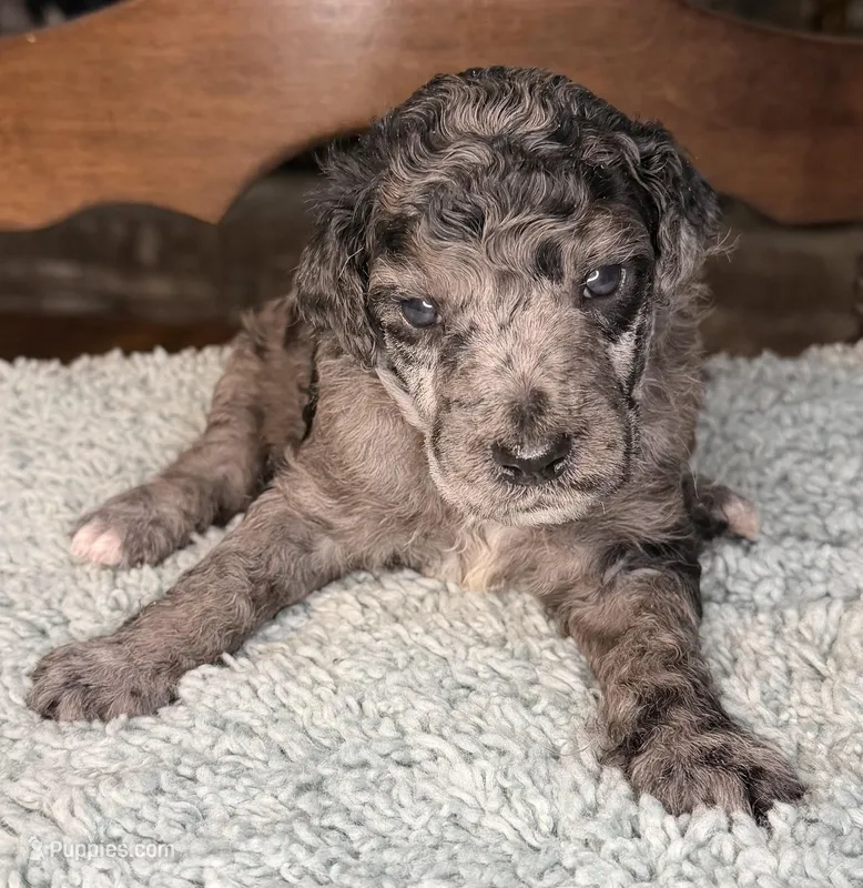 Spinach – Poodle - Standard  puppy for sale in Zebulon, NC