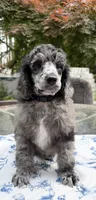 Spinach, a male Poodle - Standard  for sale in Zebulon, NC – Photo 1 of 10