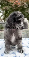 Spinach, a male Poodle - Standard  for sale in Zebulon, NC – Photo 2 of 10
