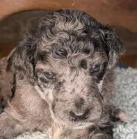 Spinach, a male Poodle - Standard  for sale in Zebulon, NC – Photo 8 of 10