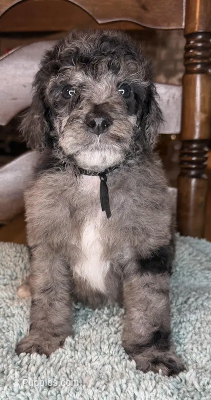 Spinach – Poodle - Standard  puppy for sale in Zebulon, NC