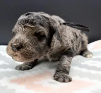 Spinach, a male Poodle - Standard  for sale in Zebulon, NC – Photo 1 of 2