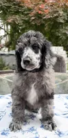 Spinach, a male Poodle - Standard  for sale in Zebulon, NC – Photo 3 of 10
